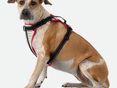 Nathan Dog Harness Sale