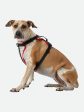 Nathan Dog Harness Sale