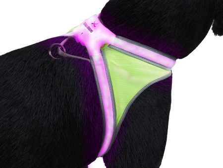 Unisex Noxgear Lighthound Illuminated Harness Online Sale